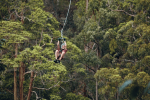 A person ziplining through the treetops of the Hinterland. Source: Destination Gold Coast 